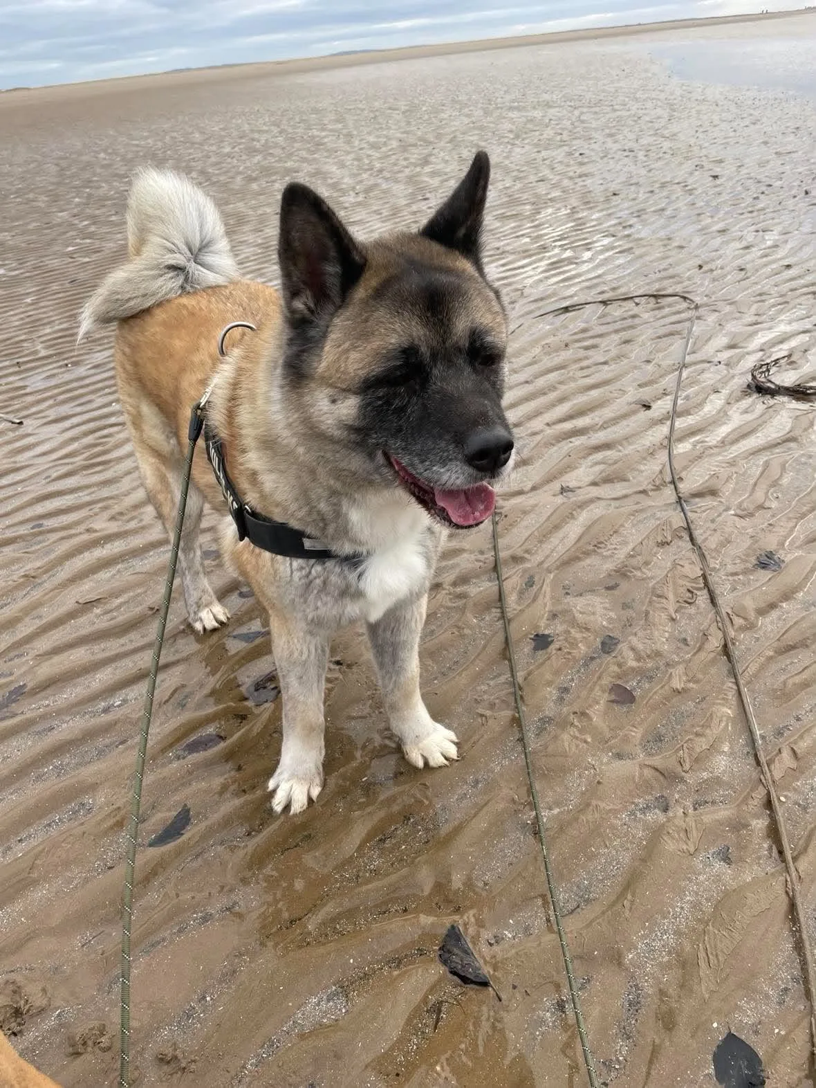 Dog enjoying a beach walk in Blackpool