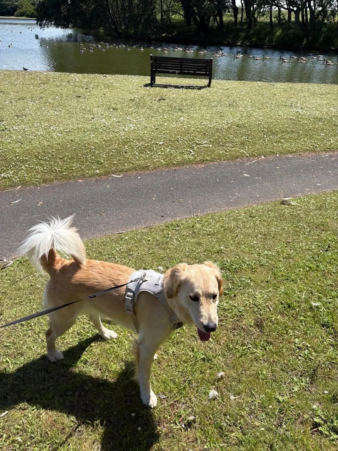 Dog enjoying a park walk in Blackpool