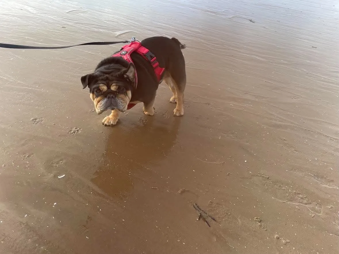 Dog on a seaside walk along the Fylde Coast