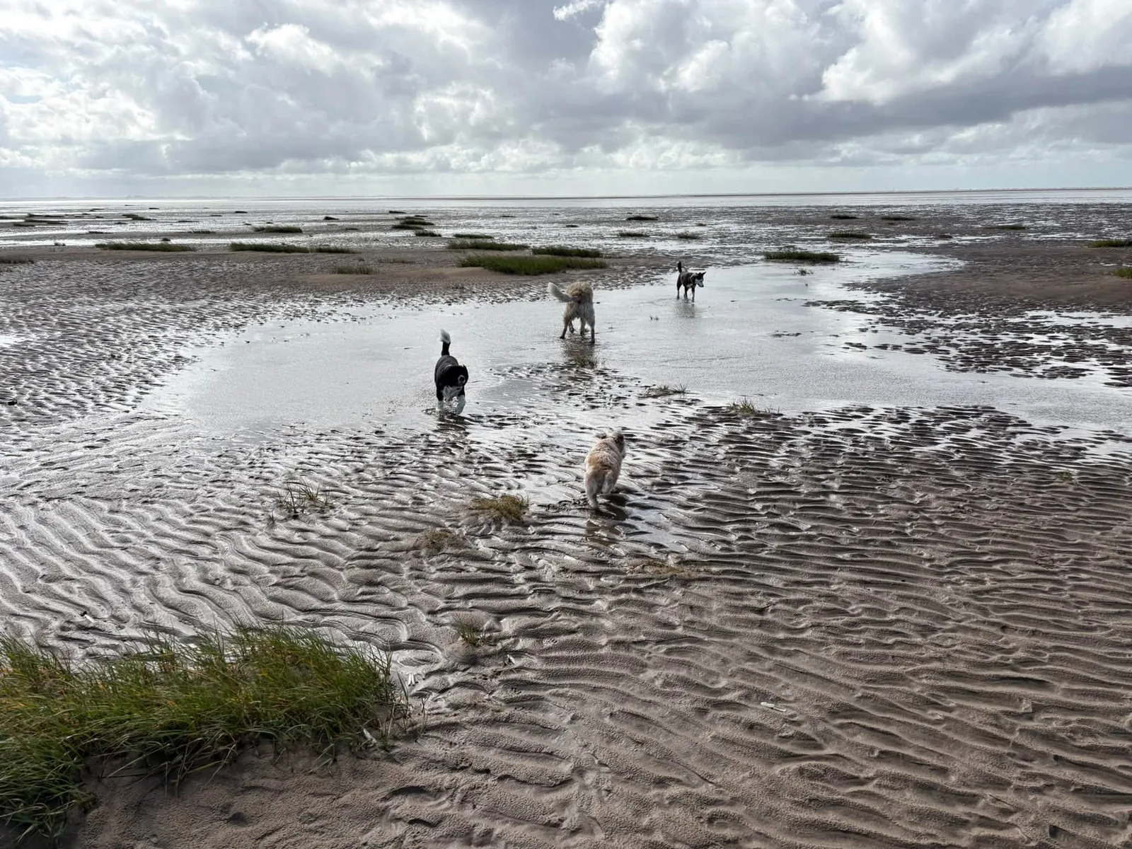 Group of dogs enjoying a beach walk