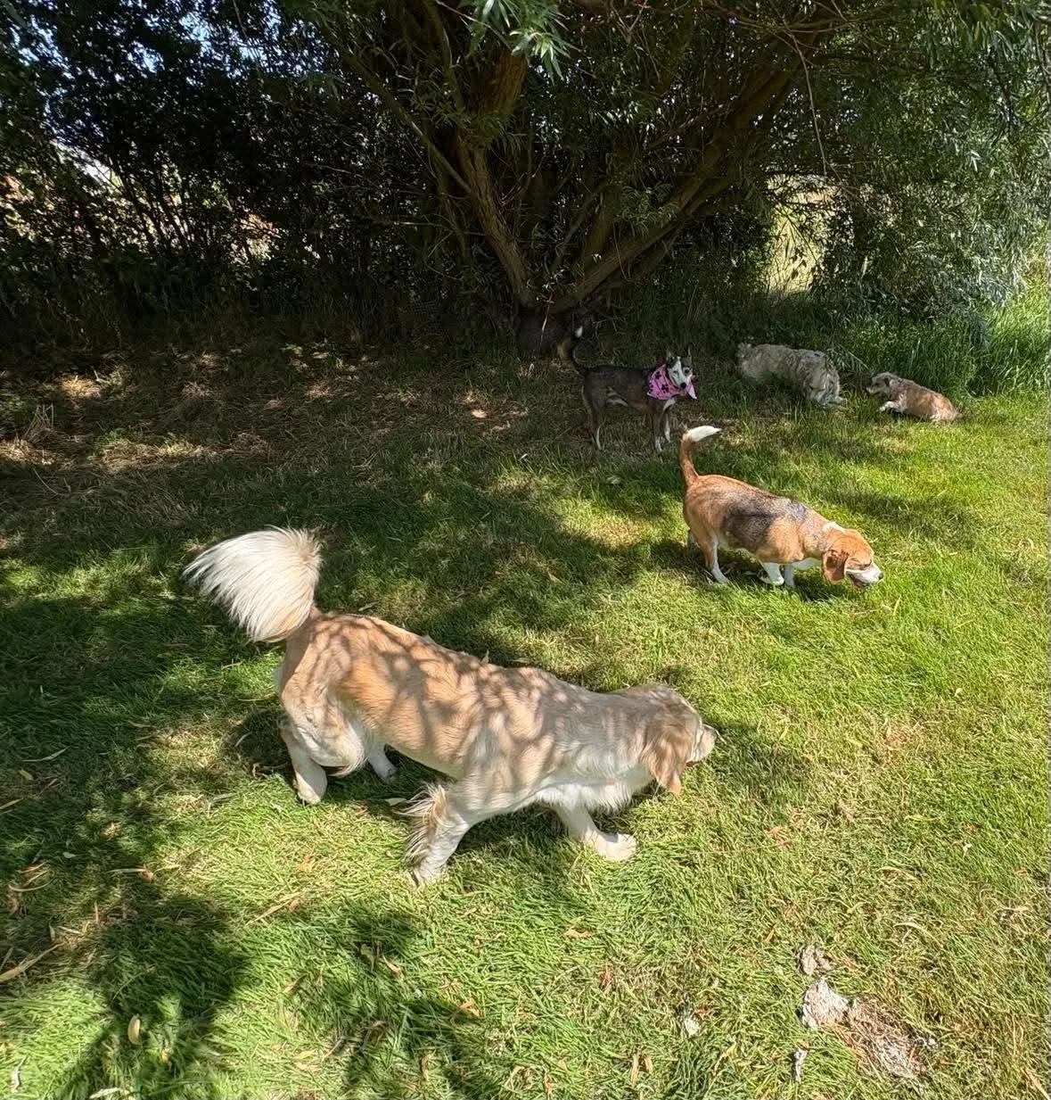 Dogs out together on a group walk