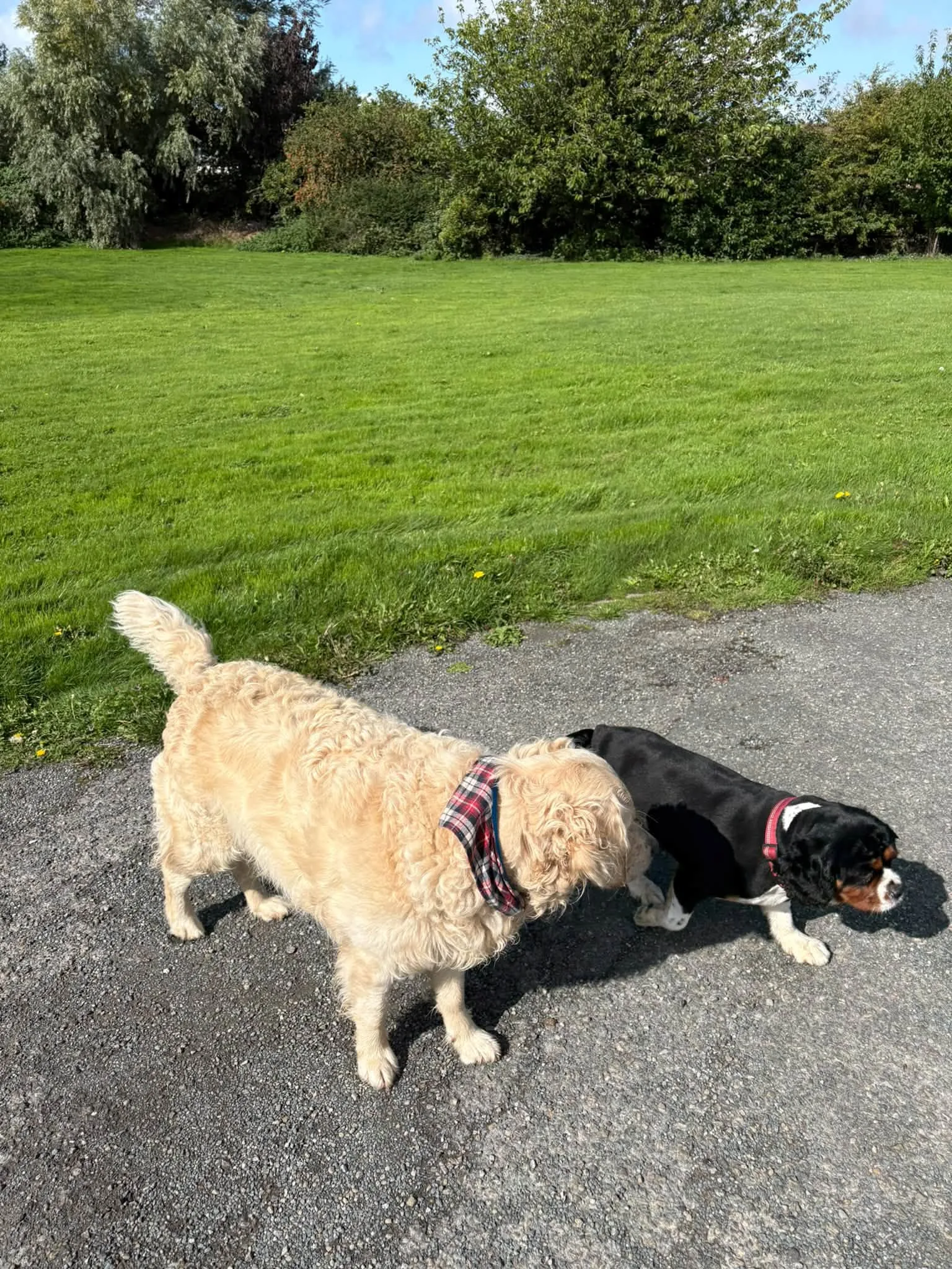 Dogs enjoying a walk in the park
